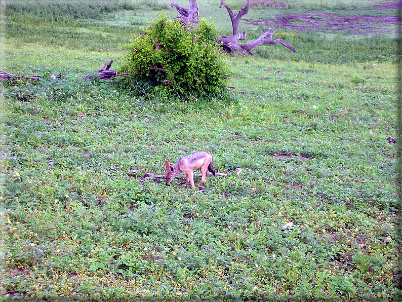 foto Parco nazionale del Chobe